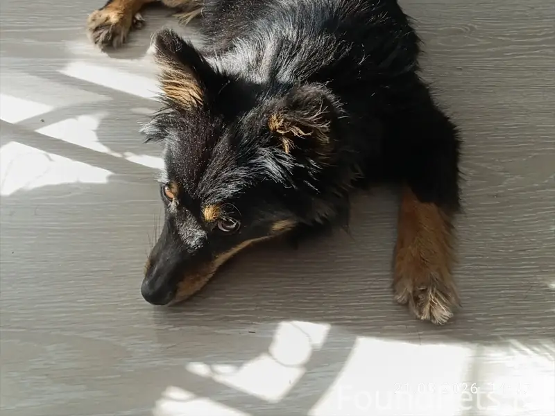 Пропала собака Рада, найдена и нуждается в доме