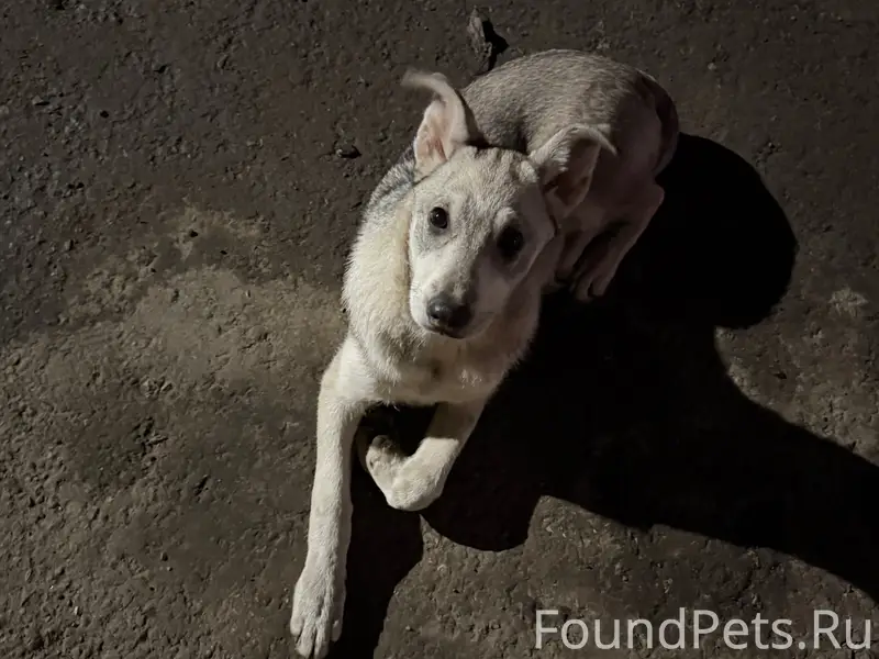 Найден щенок, поселок Пески, Коломна