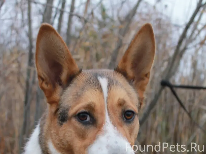 Найденна молодая собака Кира, Рикасиха