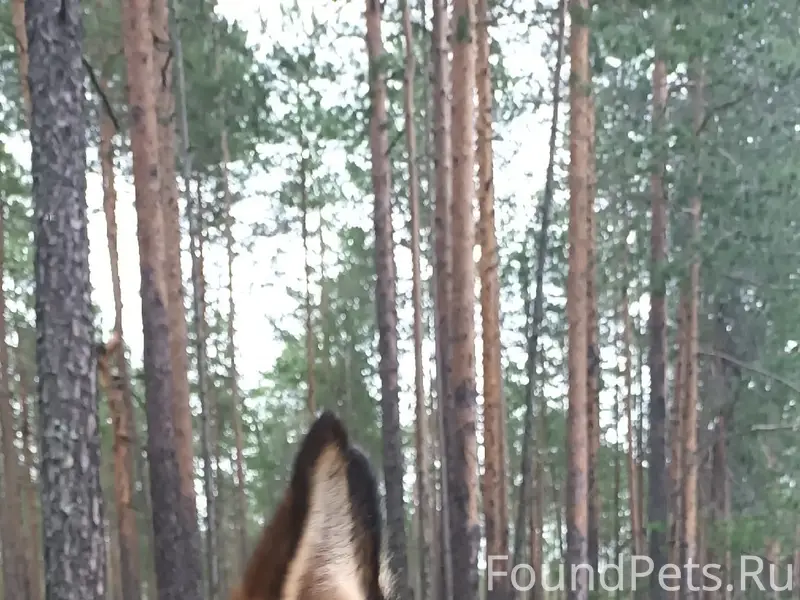 Пропала собака, снт 'Туlys'