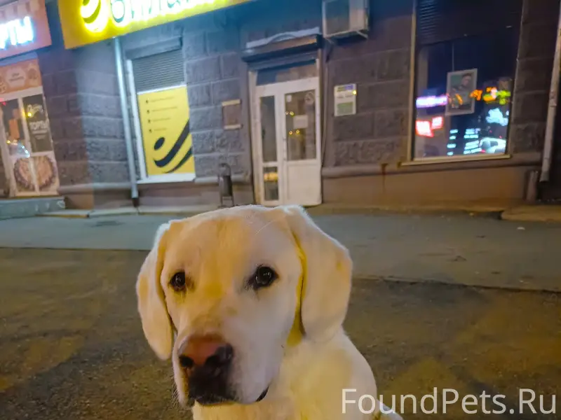 Найден тип собака, [место неизвестно]