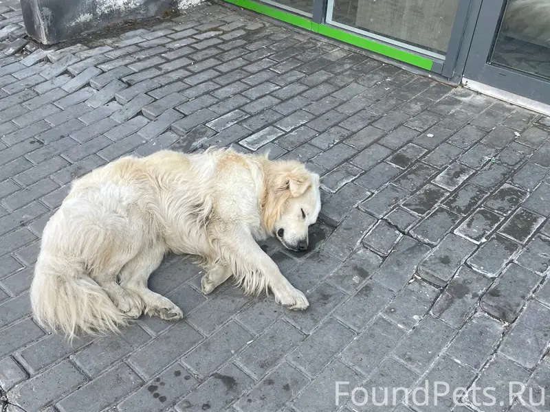 Найденна собака, район Новая Жизнь