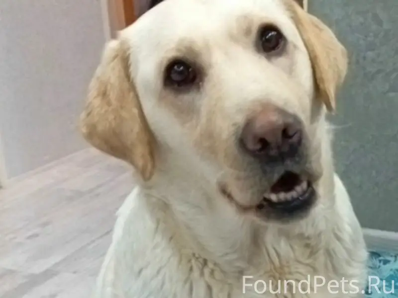Пропал Лабрадор, палевый окрас