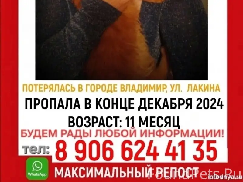 Пропала кошка Мила, Лакина 141б