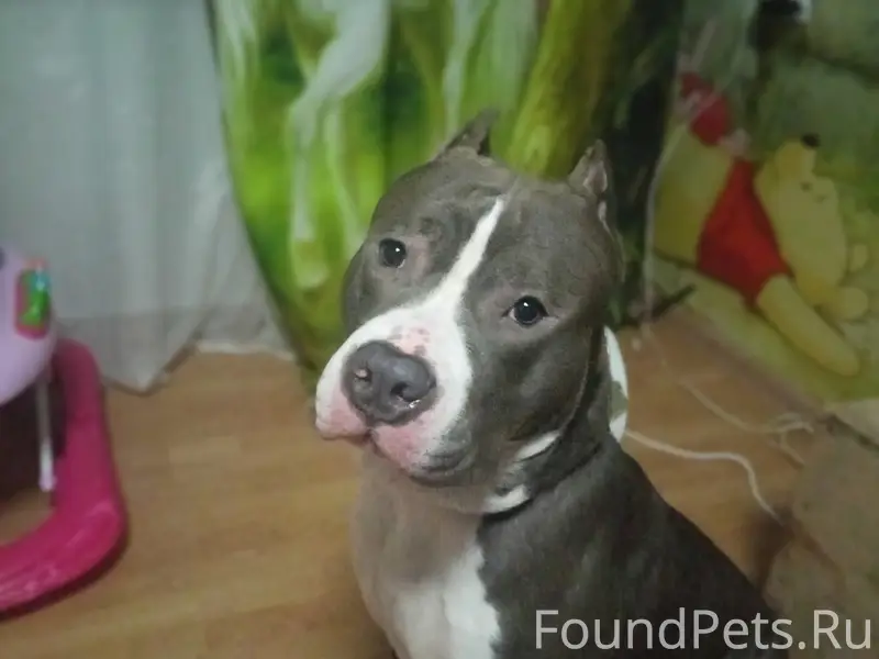 Пропал Зевс, бело-голубой окрас, Советский проспект