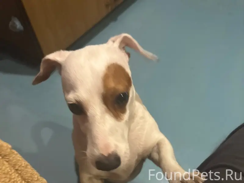 Найден пёс, домашний, ухоженный, ул. 60 лет СССР