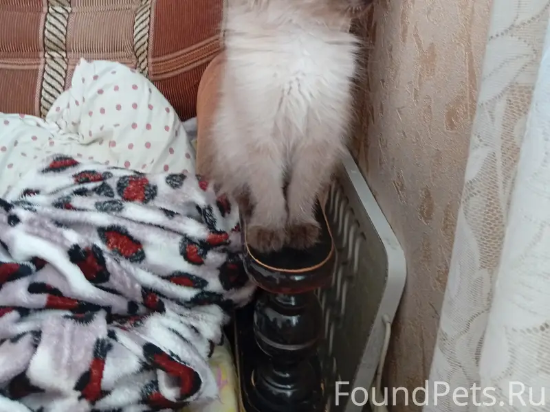 Пропал котёнок, улица Лермонтова