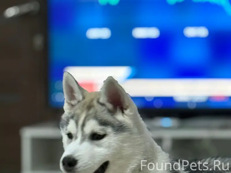 Пропал щенок, Москва, Чертаново