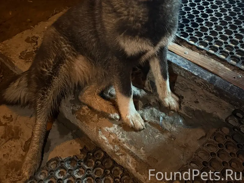 Найден тип собака, Голованово, Васильевка