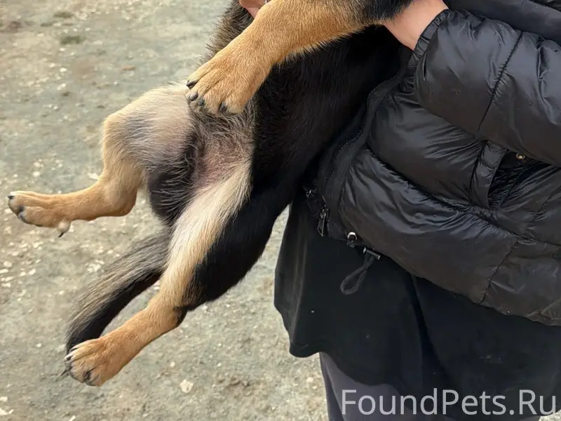 Найден щенок, Живописная остановка