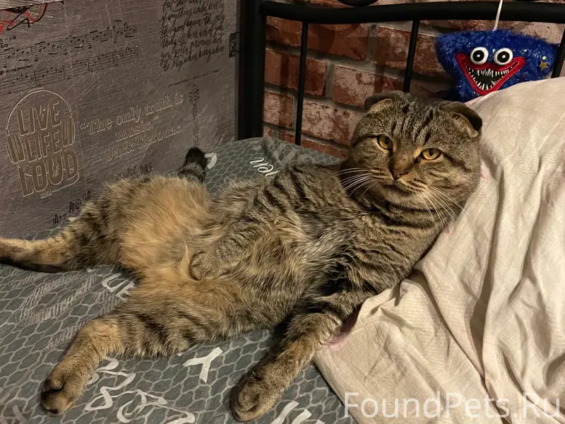 Пропал кот Фнуша / Ириса, Лесновка