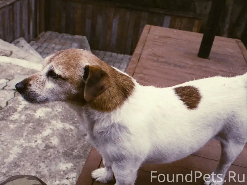 Пропал пёс, Мостовая