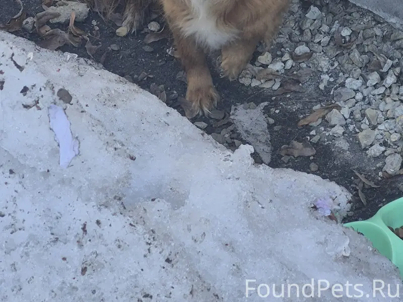 Пропала собака, улица Московская