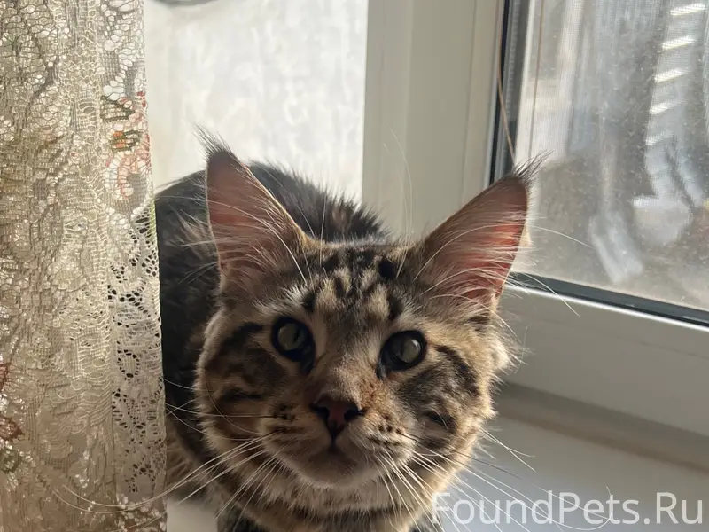 Пропал кот Орфей