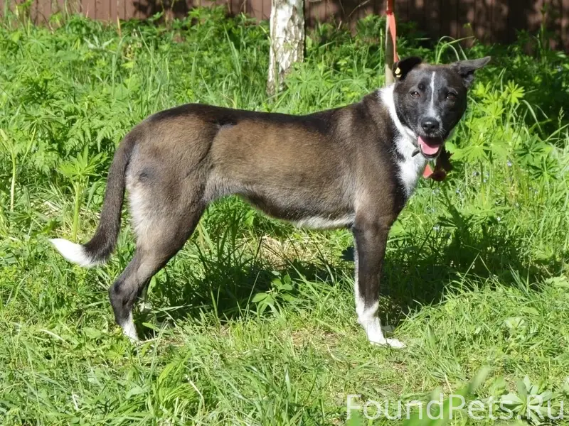 Пропала собака Майя, 2-я Огнестойкая