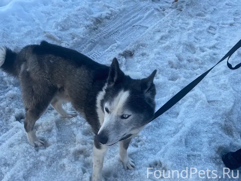 Пропала собака, между магазином Сластишка и загс