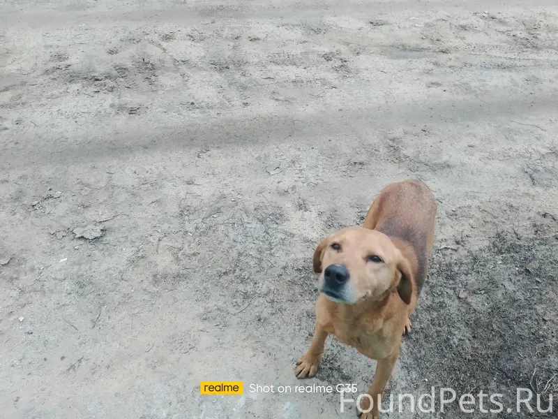 Пропал охотничий пёс, район старых дач на Пучино