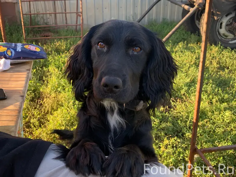 Пропал метис спаниеля, Тетюшский район