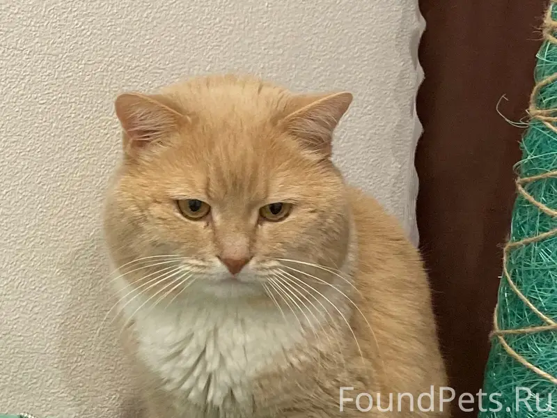 Пропал кот, район перехода, ул. Восточная