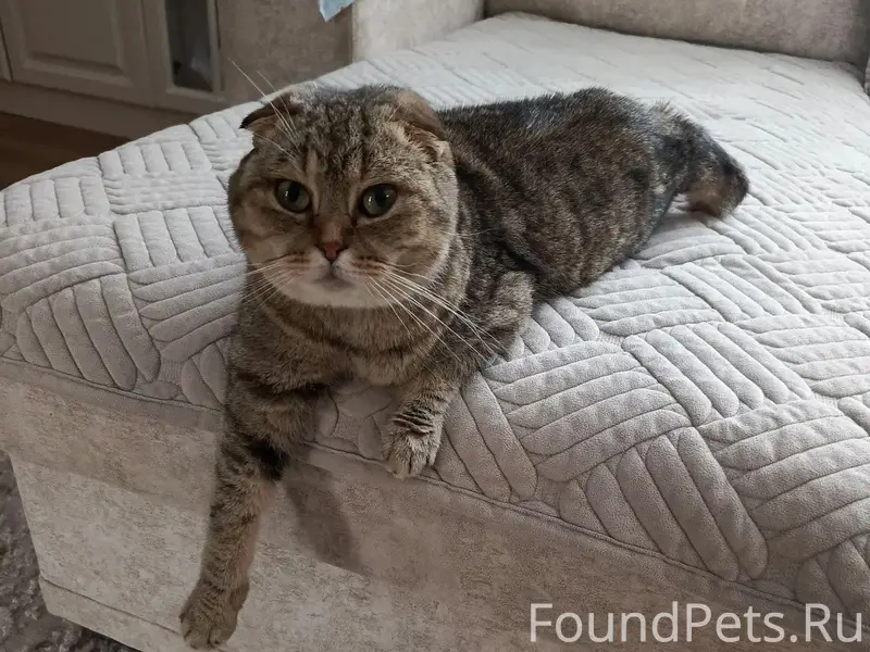 Пропала кошка Буся, село Устье