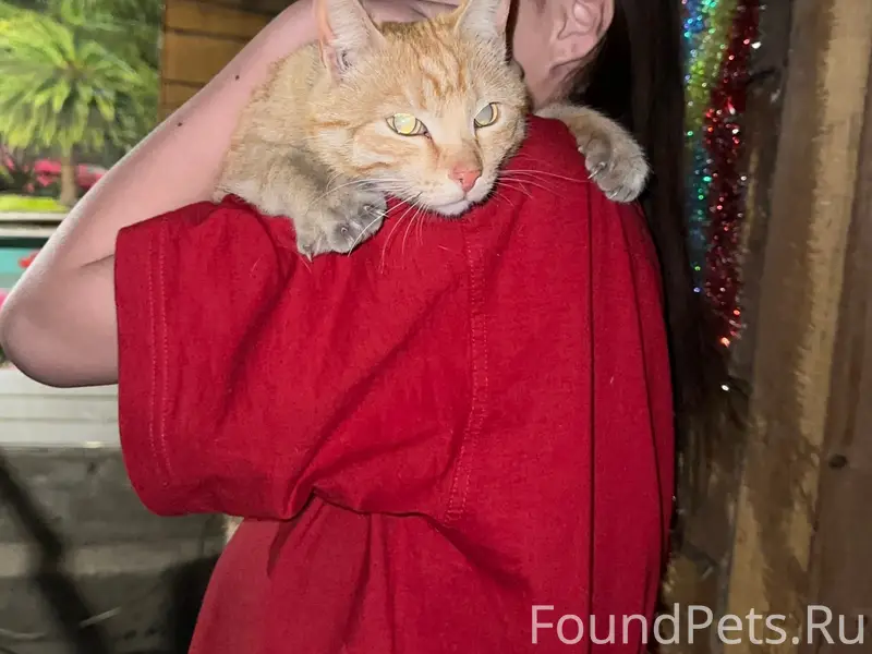 Найден кот, пос. Восточный