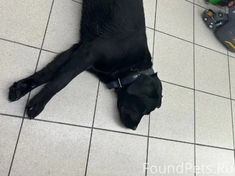 Пропала собака, Обручево 3