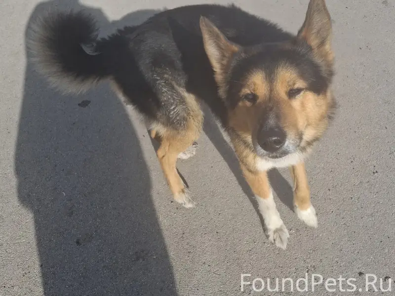 Найден пёс, старый город