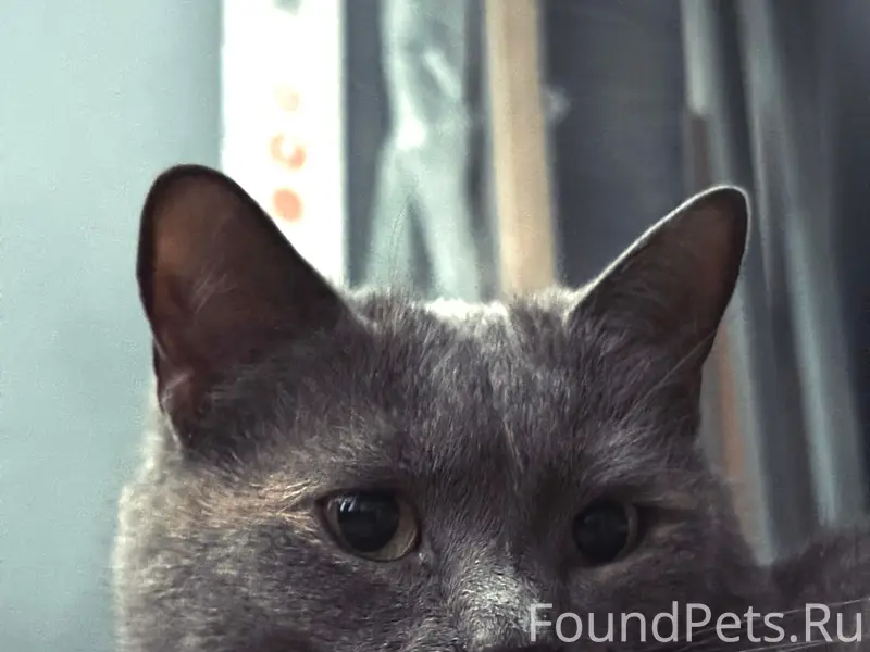 Пропала кошка, Кировский район