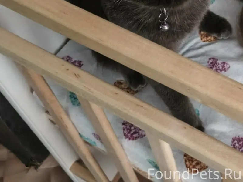 Пропал кот Феликс, Верхняя Салда