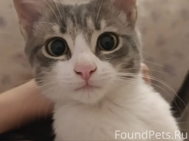 Пропал котёнок Чопа, 25 переулок по Александровской