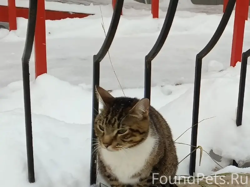 Пропал кот, Сыктывкар, ул. Оплеснина 54