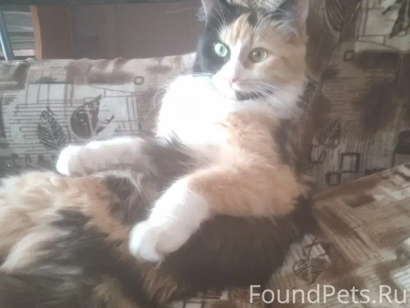 Пропали кошки Милка и Малибу, Красногоровские дачи