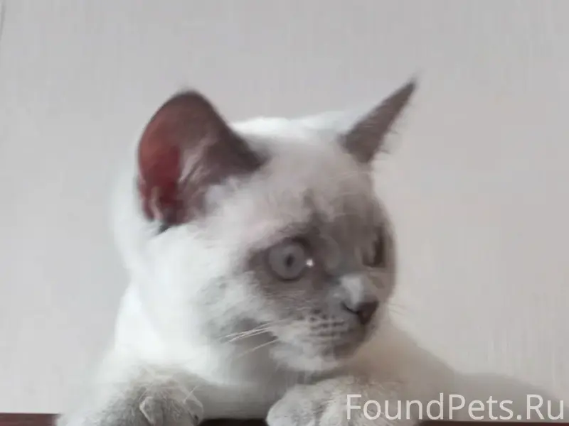 Пропала кошка Скоттиш страйт Ириска, Текстильщики