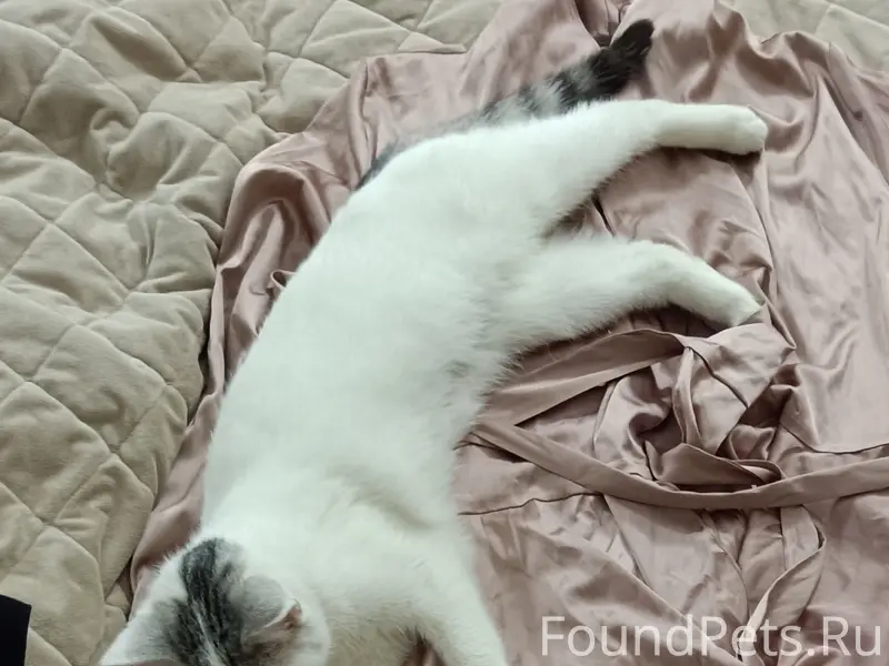 Пропала кошка Эйра, СНТ «Орбита»