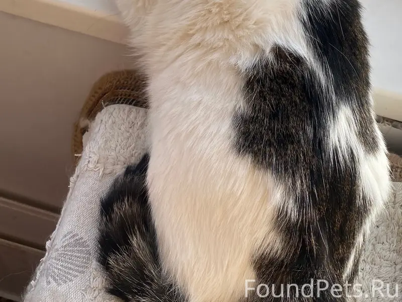 Найдена кошка, ул. Ленина, д. 23