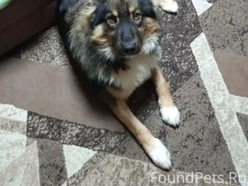 Пропал пес Лютик, район дач Сок Энергия