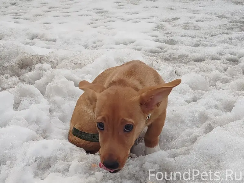 Пропал пёс, находится на газовой заправке пр. Советский