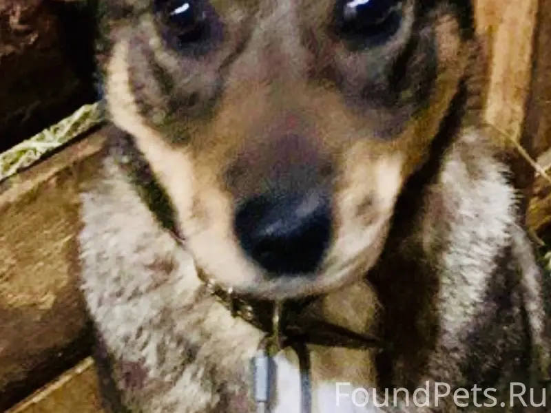 Пропал мальчик серый с коричневым, Староселье и окрестности