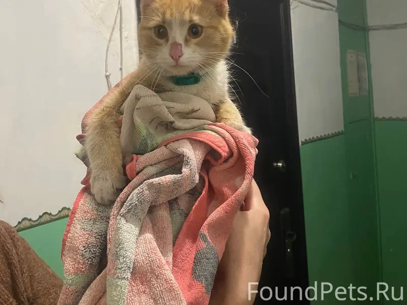 Найдена кошка, Попова 29