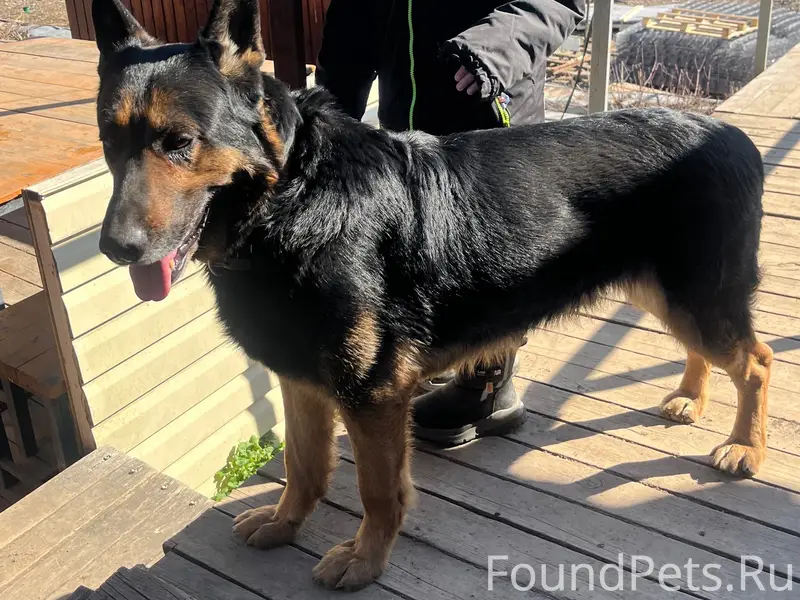 Пропал мальчик немецкая овчарка Арчи, Калуга