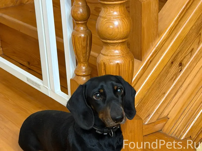 Пропал Брис, собака с двумя ошейниками