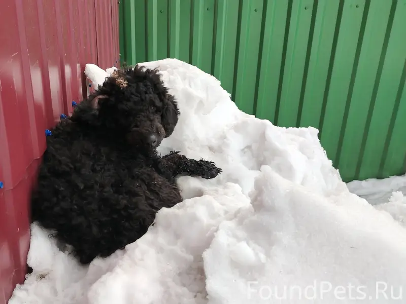 Пропал пёс, Южная