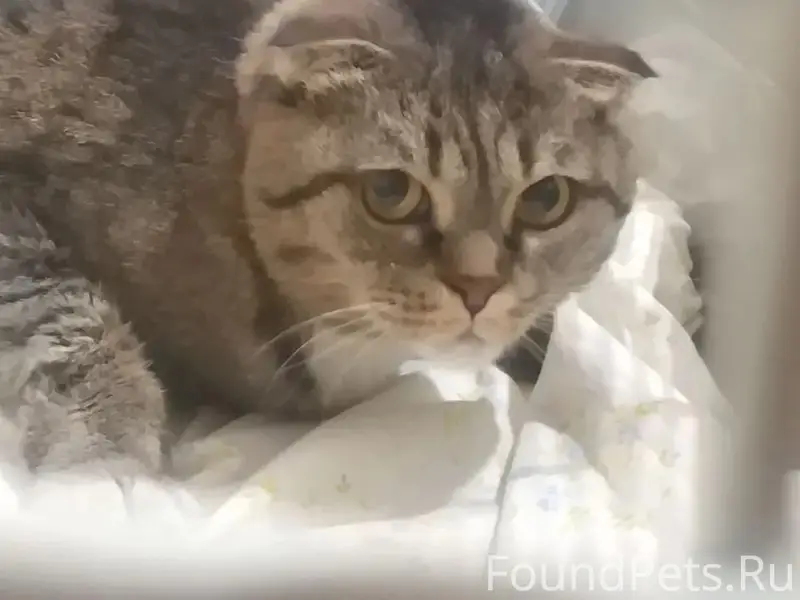 Найдена кошка камышового окраса, ул. Опалихинская