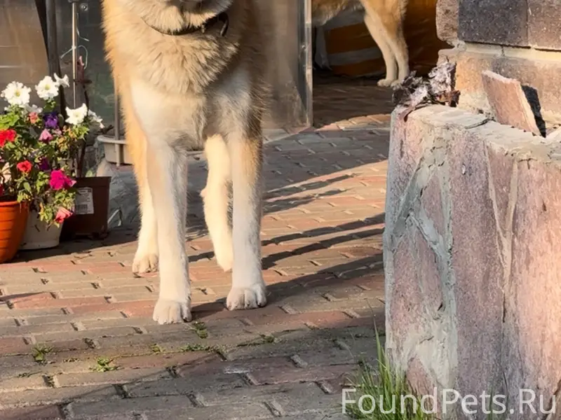 Пропала собака Зюи, Залесная