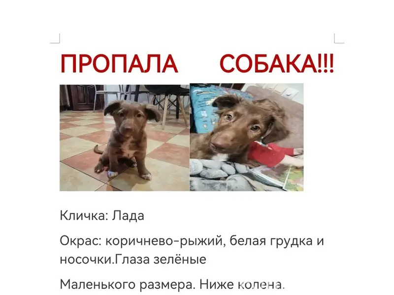 Пропала собака, Александровка