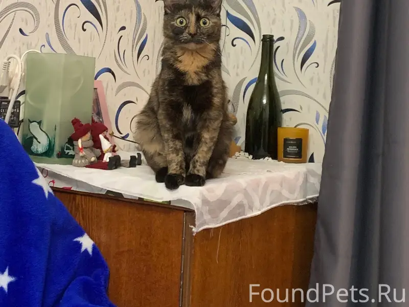Пропала кошка, улица Школьная