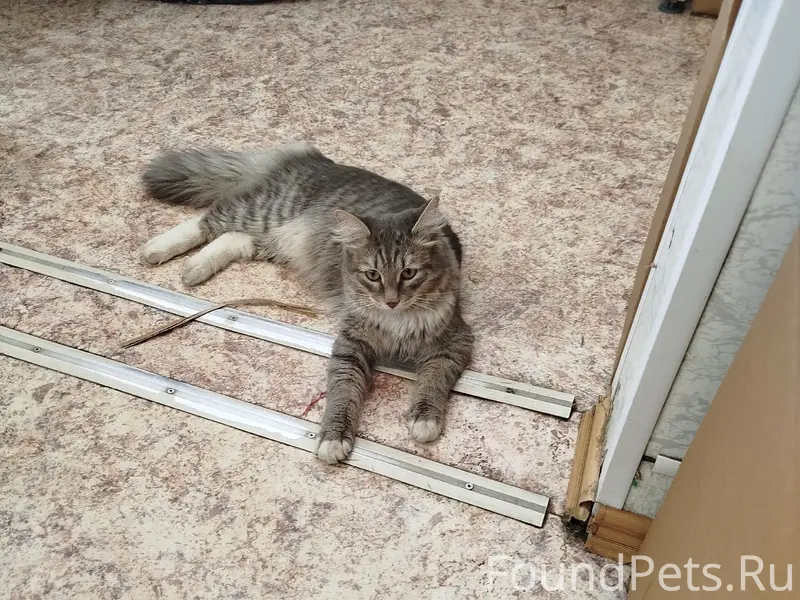 Найден кот камышового окраса с белым, Екатеринбург