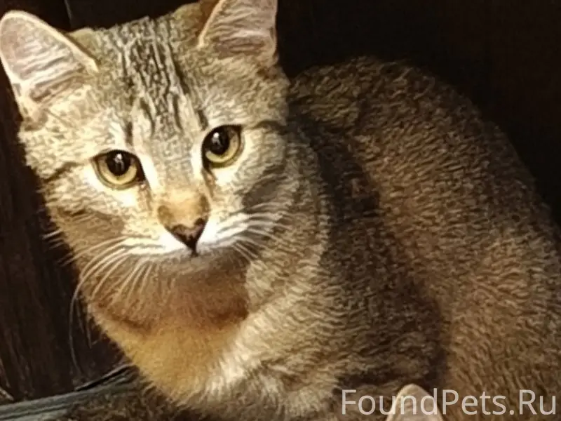 Пропали котята