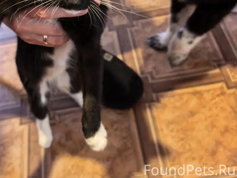 Найден котенок и щенок, Мостоотряд