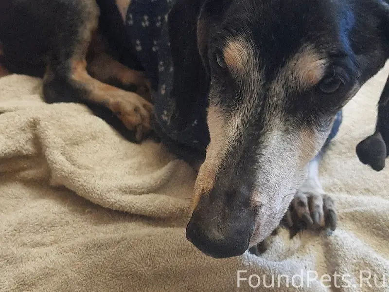 Найдена старая собака, Новгородская 29